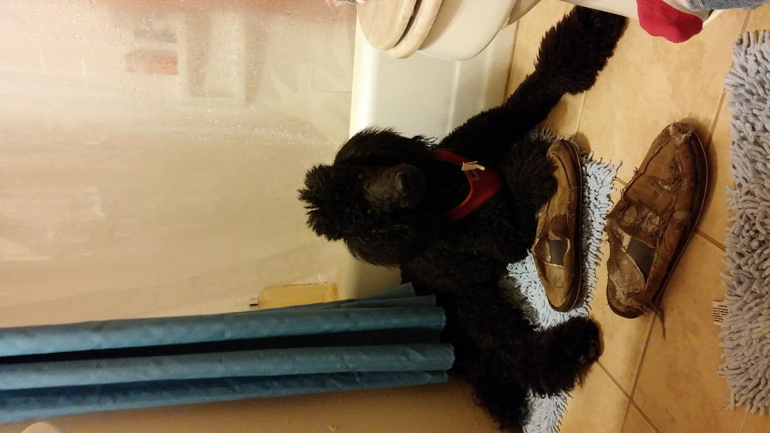 lost black standard poodle